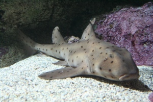 Requin à océanopolis